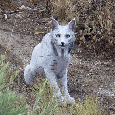 PolloJW999's profile picture. español y gamer 999shit AGATS999. OUT OF THE ABBYS❤️‍🩹 🚀Camino a convertirme en trader📈no sera facil, pero lo voy a lograr💸Rojos pobres abstenerse