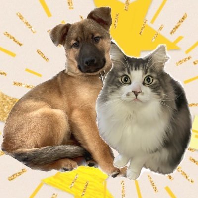 gab_gon_dogcat's profile picture. 保護犬と先住猫がいる暮らし🐾
超ビビりな元野犬ゴンと、人懐っこい先住猫ガブの日常。
保護犬との暮らしで感じたこと、ブログでリアルに綴ってます