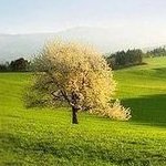 SilenceFall8's profile picture. 