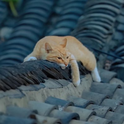 SUZUKIBULL's profile picture. GSX-R1000-L0 @yukikuro7433→GSX-R1000-k9