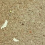 noraephronspie's profile picture. sentimental, gentle wind.