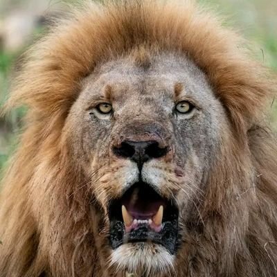 Lion_For_Truth's profile picture. Interests: philosophy, politics, economics.