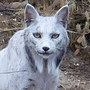 rengromazen's profile picture. 