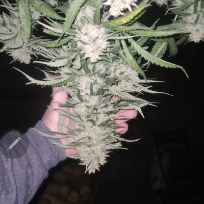 peacepipes304's profile picture. 