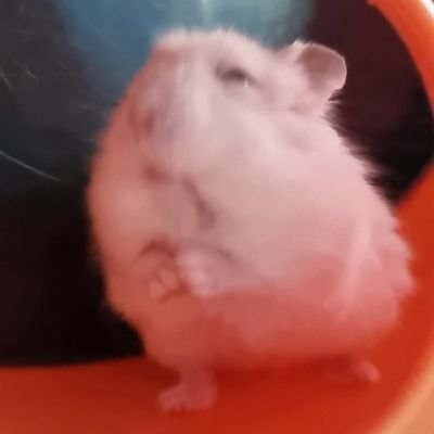 yogu74harl557_0's profile picture. 일상, 동물, 왕초보 뜨개인. 모르는 게 많습니다. 많이 도와주세요 ㅠ.ㅠ