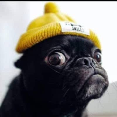 AyoolaT23902055's profile picture. Student Surveyor || Networker || Crypto Trader  || Community mod || Project Advisor || Shiller || SM || Raider || Web 3 Ethusiast. & Advocate 💎 || Q94:5.