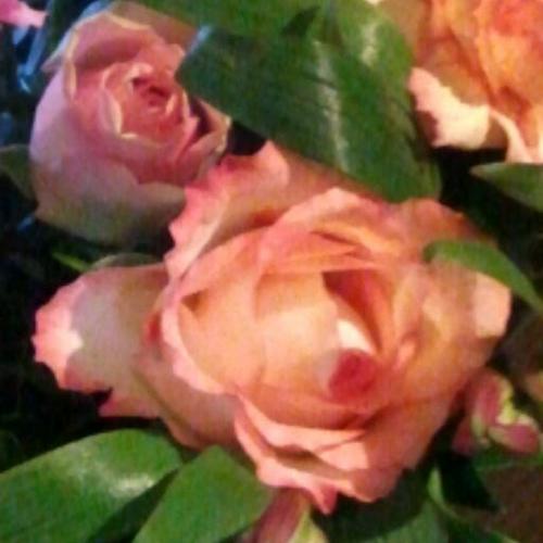 OCC_Elly's profile picture. 