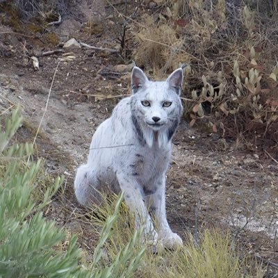 Lamxnte's profile picture. I love Georgia Tech sports & CounterStrike