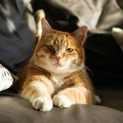 dev_retarded's profile picture. Backend, Infra & Postgres.