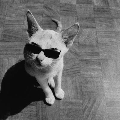 wich_ankita's profile picture. Currently being ignored by my cat..