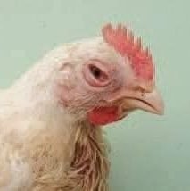 myw676452713974's profile picture. بتاع فراخ 🐔