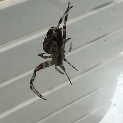 evilbutterflier's profile picture. Building software since the 90s.