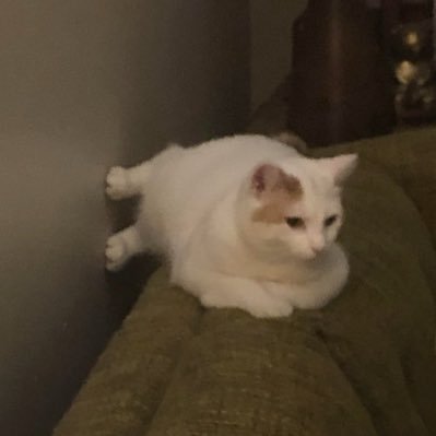 pirossaiva's profile picture. I follow animals on social media — Sr. Data Scientist — 100% dos meus tweets sérios são em momentos de distração. Em meu mundo ideal eu só posto bobagem