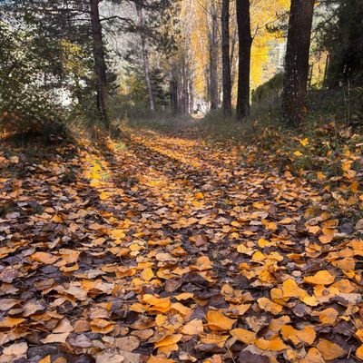 aterrizocomopu2's profile picture. 1. No te preocupes de nada... mientras el mundo gire;
2. Trata de distinguir siempre entre las pinceladas originales y las falsas del gran lienzo de la realidad