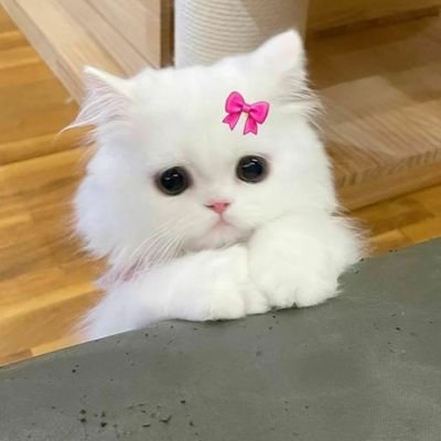 abuzarwasi86352's profile picture. alhamdulillah 🙌❤️