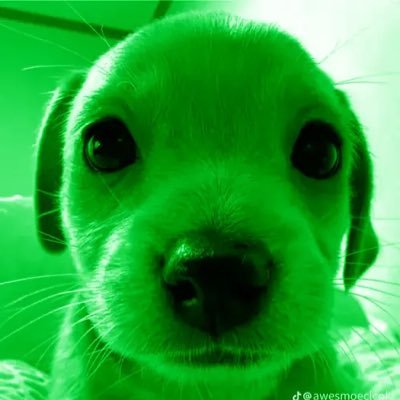 thebeegestyosho's profile picture. 19 • he/him • Orthodox Christian ☦️ • bisexual • most ethical of gooners • usually follows back • sometimes discusses nsfw topics • alt: @AdriansEeffoc