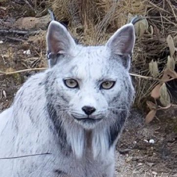 vikkrl's profile picture. terapia em dia até o tony soprano tinha… @santosfc 🖤 @manutd @realmadrid