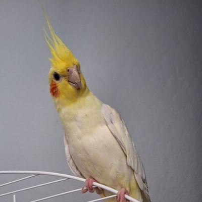 Ahmetyldz620715's profile picture. 