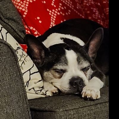 arkkyxx's profile picture. 37. Dog/cat parent. Ace/PanRom/Enby.
Minors dni, please.