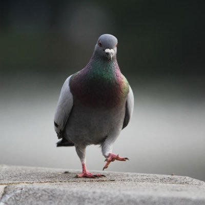 AmanApigeon's profile picture. 