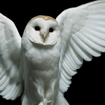 slut4loui's profile picture. 