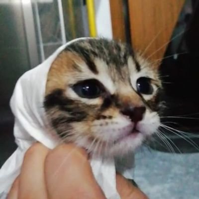 esrdzc's profile picture.