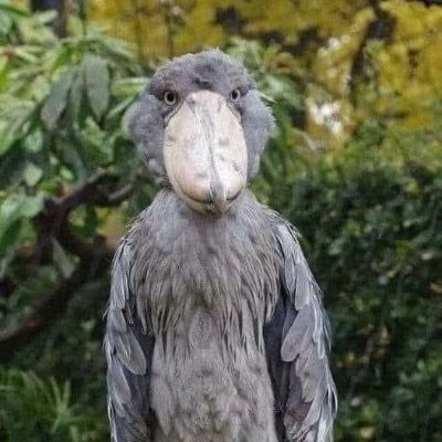 SavyGraycee's profile picture. A lost luddite