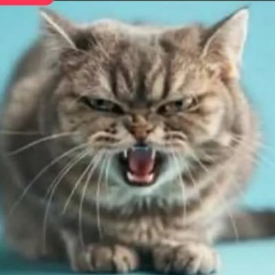 Fuckoffya161431's profile picture. no