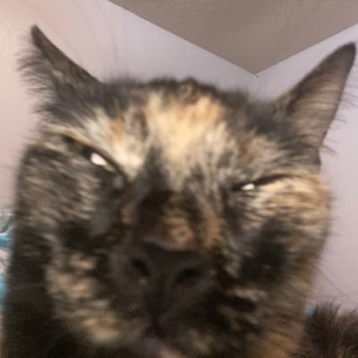 ricecooker_13's profile picture. 