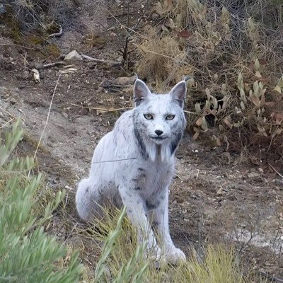 etch_ah_sketch's profile picture. music/food