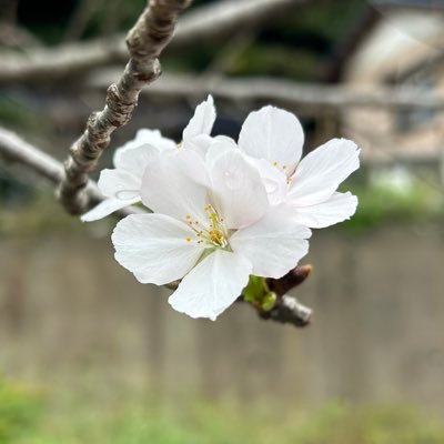 歩きiPhone📷•海•川•橋•空•花•御朱印•地図(紙)•ﾐﾆﾁｭｱ~好きなものを好きなように＊引用RP🙅‍♀️•DM見ません＊RPとタグ控えめな方〜お互い無理なく自然に繋がる方と🍀