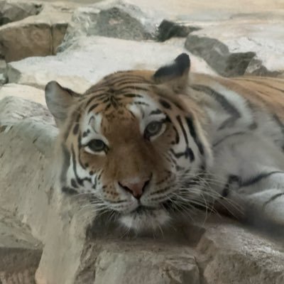 Yuunya224's profile picture. 𝚘𝚓𝚒 𝚣𝚘𝚘 . 𝚋𝚒𝚐 𝚌𝚊𝚝 ♡