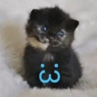 pancakezkarma's profile picture. the gender confusion machine