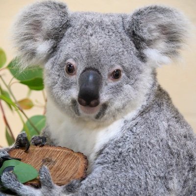 ElKoalasPrax's profile picture. 