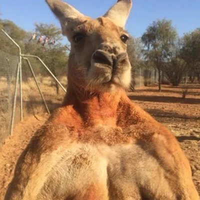 CanguruJack2003's profile picture. 