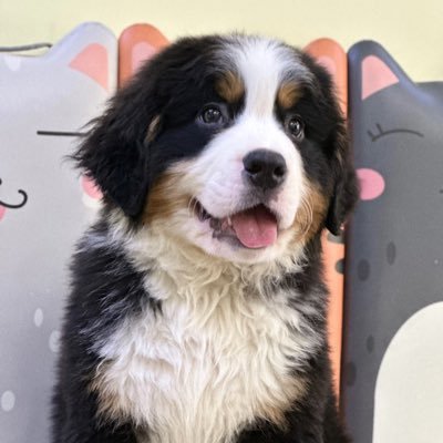 watgn81958885's profile picture. 