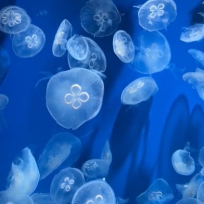 deletec1's profile picture. Row, row, row your boat, Gently down the stream. Merrily, merrily, merrily, merrily, Life is but a dream.