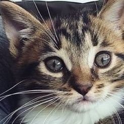 elonmusk288f's profile picture. テスラモーターズとスペースXのCEO🇺🇸
テスラ創業者 投資家向け広報担当🇯🇵