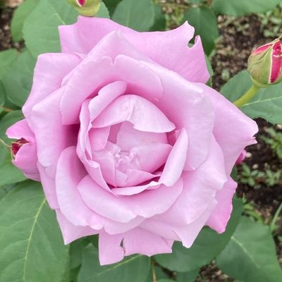 tama2025jp's profile picture. #マーベル #コミコン #夕焼け # ウォーキング #御朱印帳 #聖書#DM出来ません