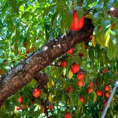 kusamochi36's profile picture. 