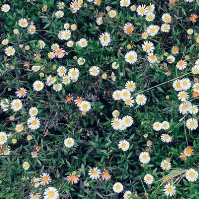 nellapebrianti's profile picture. Whatever you are,  be a good one🌸