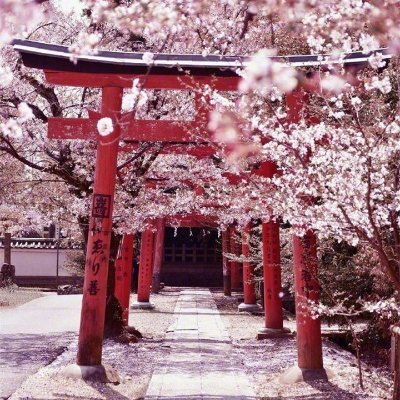 JairoTzoy's profile picture. 