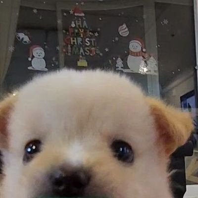 niccolopaganim's profile picture. 