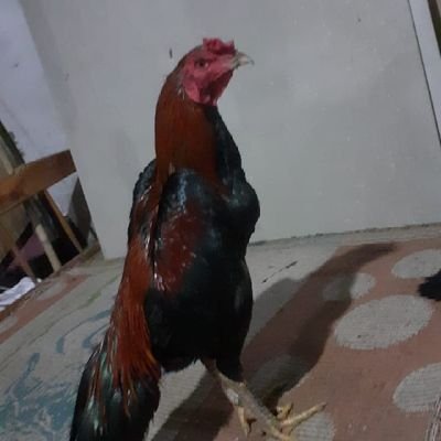 freyadoods's profile picture. apa aja penting jadi orang