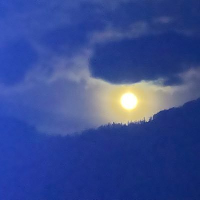 loveroflabs1's profile picture. 