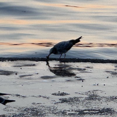 zhnghng438560's profile picture. 