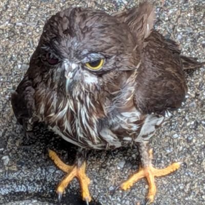 kakarotto7775's profile picture. 2019年から地下ドルにハマったが今はSHOW-WAに夢中。最近の趣味はカメラ&テレビ鑑賞。好きなテレビ番組はラヴィット。好きなアニメはドラゴンボールとスラムダンク。好きな女優は小芝風花。好きなグループ「嵐、SnowMan、WEST、DOMOTO、SixTONES、櫻坂46、SHOW-WA、超ときめき宣伝部」