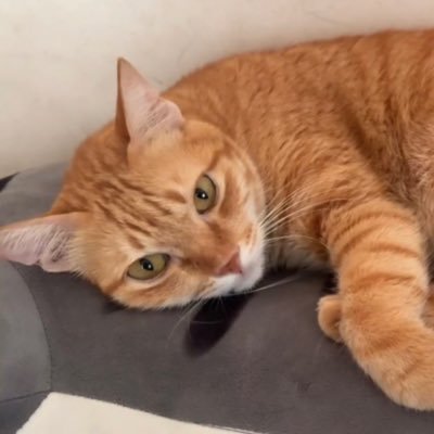 KitsuNoShuu's profile picture. A Vietnamese following Thai GL peacefully 🇻🇳🌈 Support EnjoyJune (main) & KaoJane/JaneKao (sub) ☺️😍 Xin chào Hello สวัสดีค่ะ こんにちは 🍀