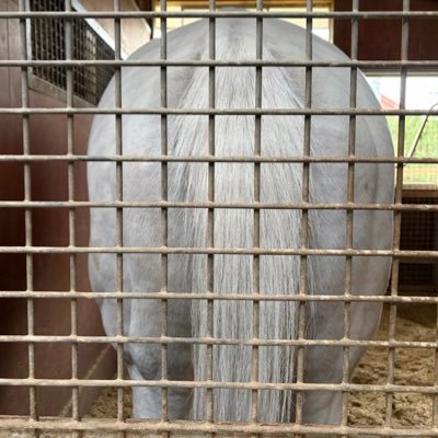 VCBAsEjyfw2XeOE's profile picture. kpop雑食垢だったのですが、いつの間にやらお馬さんの魅力にやられてしまいました。ただの馬好きです🐎もやは馬垢に😅トプ画はハヤヤッコのお尻ヤッコジリです✨