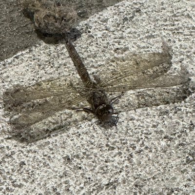 troidcel's profile picture. 